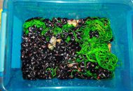 Zabawy sensoplastyczne – makaron i ryż