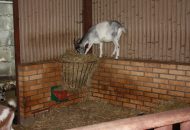 Podróżnicy w ZOO