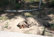 Podróżnicy w ZOO