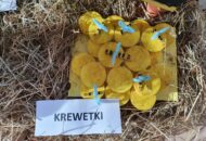 Projekt – Życie pszczół