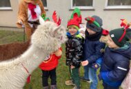 Świąteczne spotkanie z alpakami