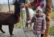 Świąteczne spotkanie z alpakami