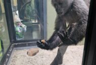 Łowcy i Poszukiwacze w Starym ZOO