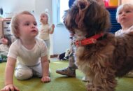 Dogoterapia